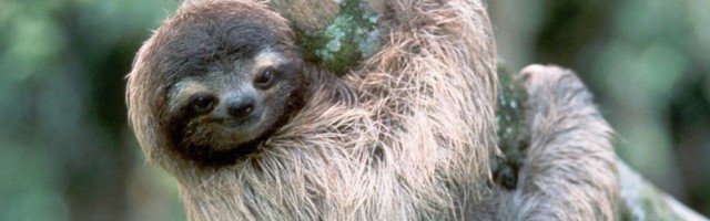 Veoma lenji i stalno nasmejani, lenjivac koji može da vam popravi dan