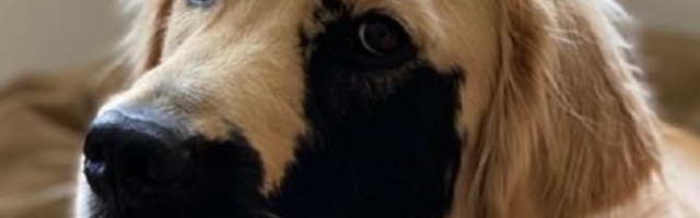 Zbog svoje genetske mutacije ovaj zlatni retriver osvojio je srca na Instagramu (FOTO)