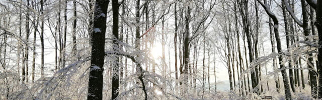 Pada sneg u Beogradu: Počelo je da veje u jednom delu prestonice, temperatura jedan stepen (FOTO)