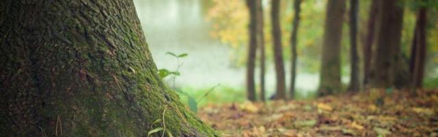 MUP: Uhapšen zaposleni u preduzeću Srbijašume zbog sumnje da je zloupotrebio položaj