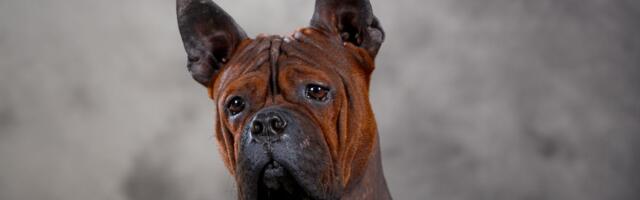 Pas čongking nije za svakoga: Tvrdoglav i jak, on bira jednog ili dvoje ljudi kojima je bezuslovno veran