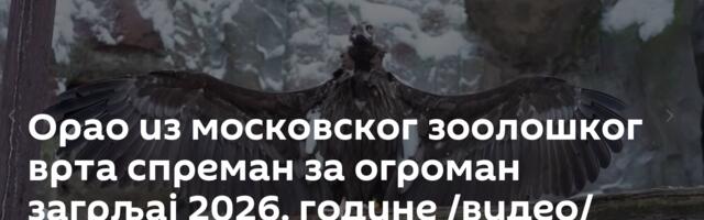 Орао из московског зоолошког врта спреман за огроман загрљај 2026. године /видео/