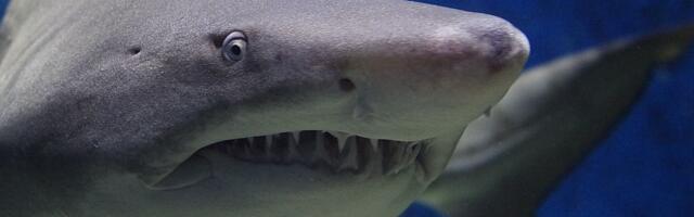 Druga najveća vrsta ajkule snimljena u Jadranskom moru