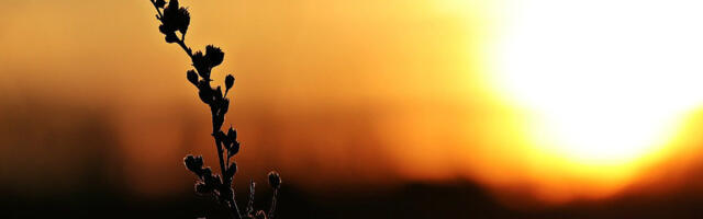 Javni čas 3. marta: Urgencija na tihoj vatri – klimatske i druge ekološke politike