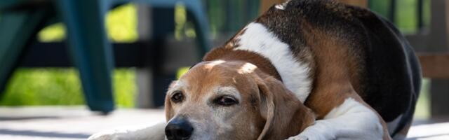 Pas se ponekad "zaledi", zaboravi komande i počne da luta noću: Šta je pseća demencija i može li se usporiti