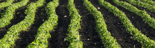 Vojvođanska oranica najsigurnija investicija: Srpske njive drže cenu, Srem apsolutni rekorder