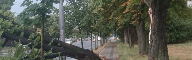 Bačka Topola nakon nevremena: Radi se na sanaciji oštećenih vodova i porušenih stabala