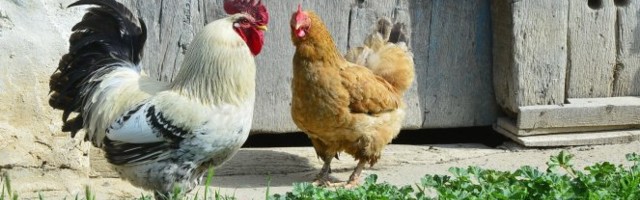 NE STAJ PEVCU NA ŽULJ! Čačkao ga je motkom, a sad se gorko kaje!