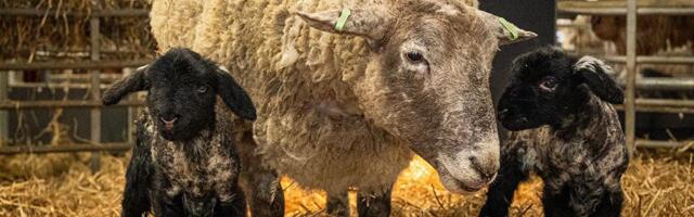 'Najusamljenija' ovca više nije sama