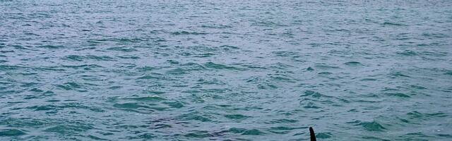 Hemikalije iz elektronskog otpada pronađene u telima i mozgovima ugroženih delfina