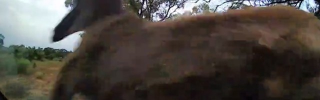 AU!!! Kengur naskočio i ZAKUCAO šoferku (VIDEO)