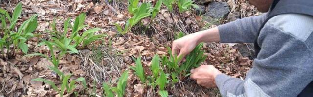 Nula ulaganja, a dobit garantovana: Od prirode 100 odsto