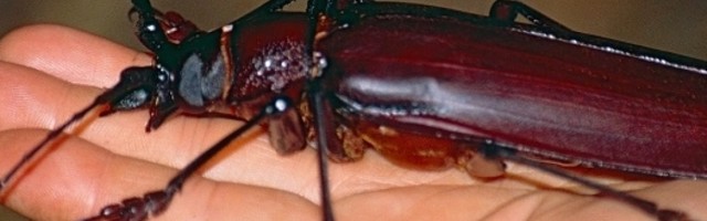 Najveći insekt na planeti, veličine je našeg dlana, a povrede koje može da nanese, nisu ni malo naivne! (FOTO)