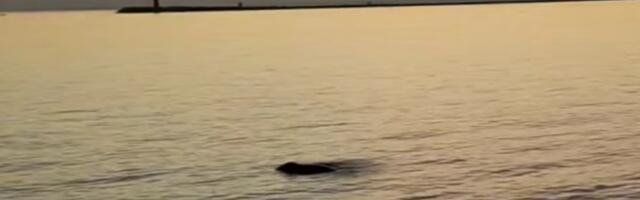 Медитеранска фока примећена у Венецијанској лагуни