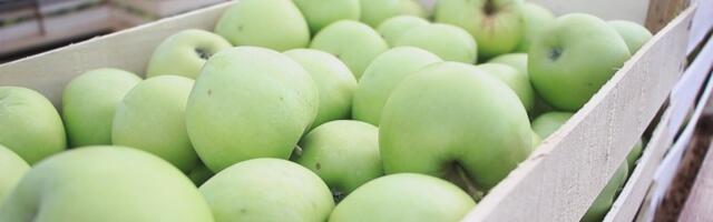 Jabuke nisu za svakoga: Ako pripadate OVOJ GRUPI LJUDI, to je voće joje nosi SKRIVENU OPASNOST za vaš stomak