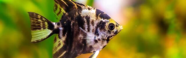 Tajna komunikacija skalara: Kako ove ribe bez zvuka uspostavljaju hijerarhiju i brane prostor od uljeza