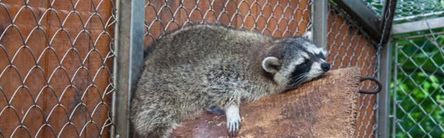 Rakun razbio flaše alkohola i napio se u prodavnici: Onesvestio se u WC (FOTO)