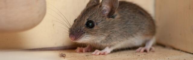 OVA 4 mirisa će OTERATI MIŠEVE I PACOVE iz vašeg doma zauvek