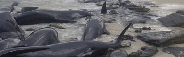 Potapanje mrtvih kitova na dno okeana zbog bolje snabdevenosti hranom?