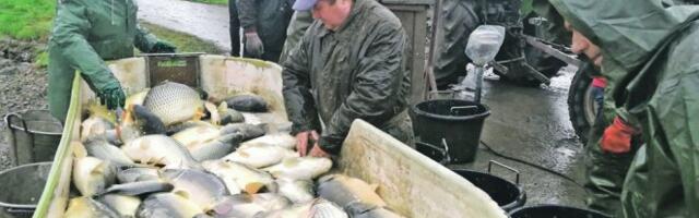 KAKO DA PREPOZNATE SVEŽU RIBU!? PIJACE U SRBIJI SU POUZDANE, ALI... UVEK BIRAJTE SA DOZOM OPREZA! Reč je o osetljivoj namirnici, pa obratite pažnu na ovaj detalj