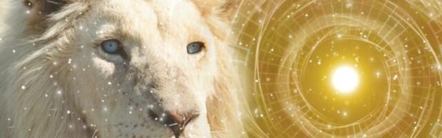 OTVARA SE LAVLJA KAPIJA 8. AVGUSTA i donosi sudbinske promene:  Ovo je numerološka prognoza za svaki dan u avgustu