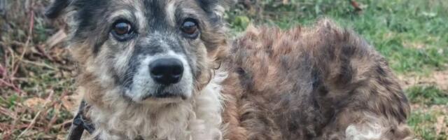 Pružite dom kuci penzionerki: 15-godišnja Bubica traži mir, sigurnost i malo nežnosti za svoje zlatne dane