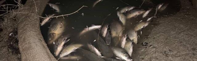 Još jedan masovni pomor ribe u Zapadnoj Moravi