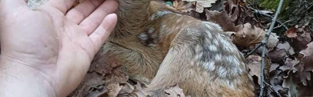 Neverovatan susret u šumi kod Vrnjačke Banje: Prolaznik naišao na mladunče srne, evo kako je reagovalo