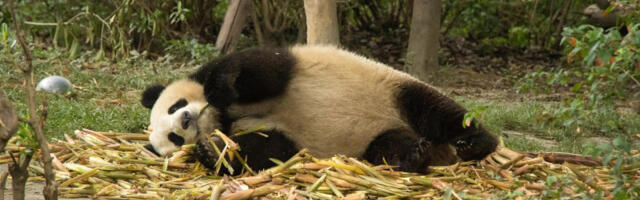 Džinovska panda postala internet senzacija: Oponaša čuvara na potpuno identičan način (VIDEO)