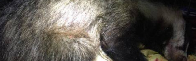 Bandit je preživeo gotovo dvosatni ciklus u mašini za pranje veša, kada su ga ugledali, nastala je panika!