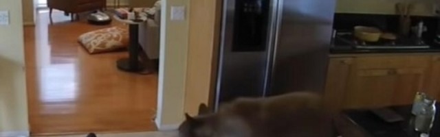 Medved ušao u kuću da se osveži u fontani, a kada je video njih dao se u trk (VIDEO)