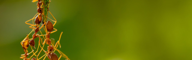 Imao je kljove kao nijedan drugi insekt i nemilosrdno je ubijao žrtve