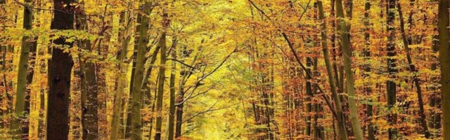 Buket jesenjeg lišća nudi se po ceni od 6,5 evra