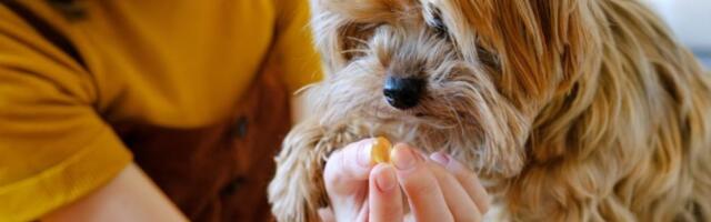 Trik kako da naterate psa da uzme tabletu (VIDEO)