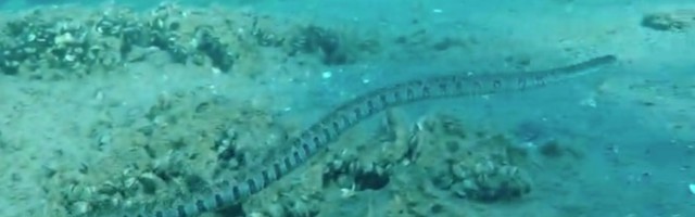 SUSRET sa ogromnom zmijom: Roniocima se slošilo (VIDEO)