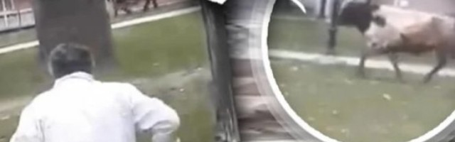 BIK POBEGAO IZ KLANICE, ŠETAO PARKOM PA SE SAKRIO U NAPUŠTENU KUĆU! Neviđene scene u Arilju