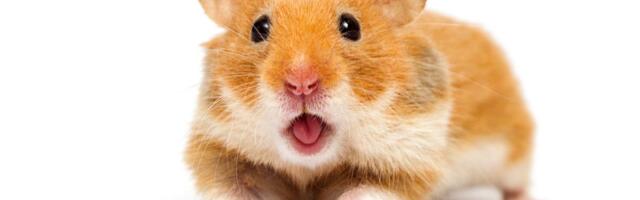 Najčešće digestivne bolesti hrčka: Najopasnija poznata kao MOKAR REP, ponekad je izaziva i dodir vlasnika