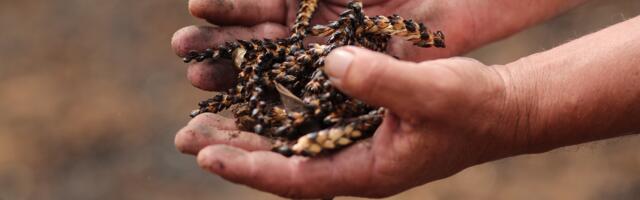 Klima 101: 2025. je trebalo da nas rashladi… A zapravo je među 3 najtoplije godine ikada zabeležene