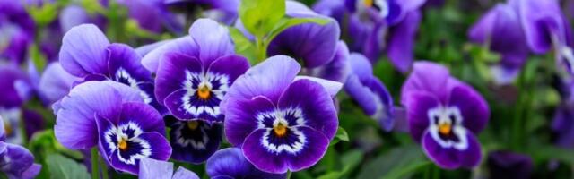 Namirnica koju imate kod kuće ČINI ČUDA za cveće: Rešava 5 problema sa biljkama