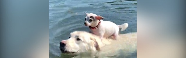 Čivava na leđima retrivera: Ni da takne vodu (VIDEO)