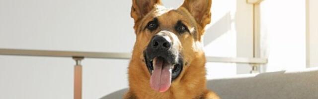 Vučjak u štiklama zapalio TikTok: Da li je ovo najslađi ili najkontroverzniji trend? (VIDEO)