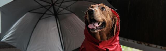 Zašto pas postaje nemiran pre oluje: Evo koje promene u atmosferi registruje pre nevremena