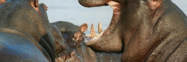 Razjareni nilski konj gonio ljude u čamcu preko četiri minuta