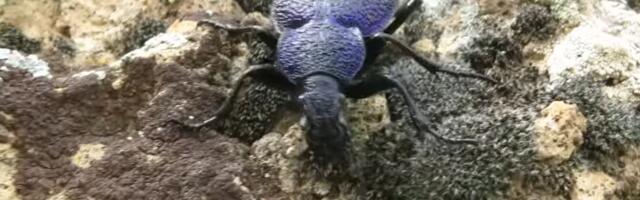 SRBIJOM "TRČKARA" NOVA VRSTA INSEKTA: Veliki ljubičasti trčuljak uočen kraj Nišave, ogroman je i evo kako izgleda