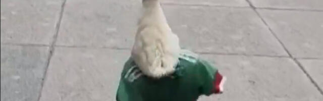 Patak Merlin postao maskota navijača: Šeta ulicama Meksika, sa dresom reprezentacije (VIDEO)