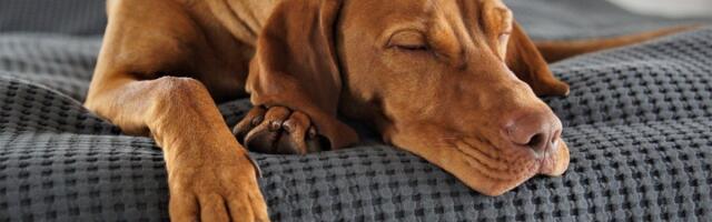 Kako pas doživljava promene u domu