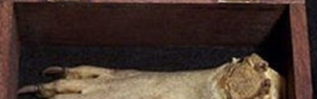 Vampir iz stvarnog života ili plod preaktivne mašte sujevernih ljudi? Tvrde da stopalo pripada čuvenom Čupakabri