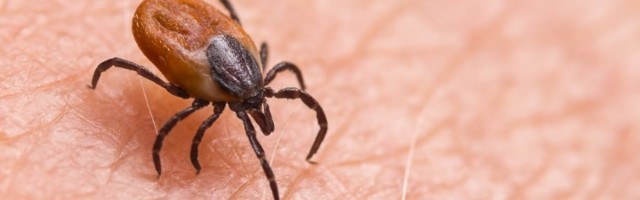 Ujed zaraženog krpelja: Simptomi i posledice lajamske bolesti