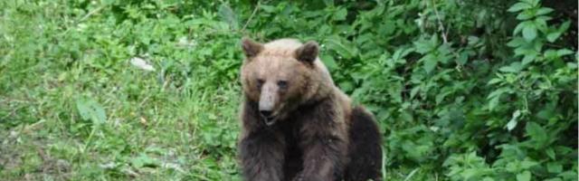 Aleksandar je najveći mrki medved na Tari, ima 246 kilograma i opremljen je akcionom kamerom
