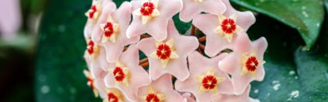 Isusovu suzu treba da ima svaka kuća! Biljka koja privlači BLAGOSTANJE (FOTO)